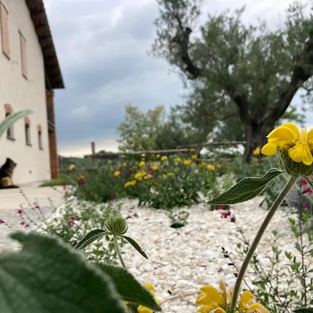 Camponovo *